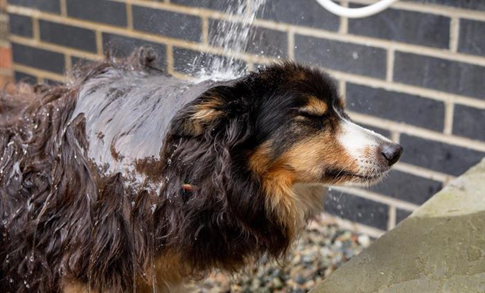 outside hot/cold shower to wash the dog or your muddy boots after that long walk